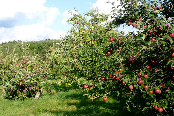 Farm Supplies