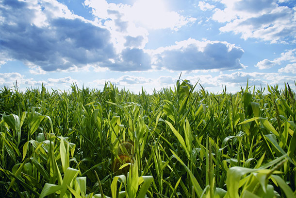 Forage Crop Supplies