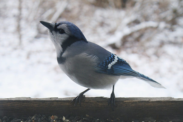 Wild Bird Supplies